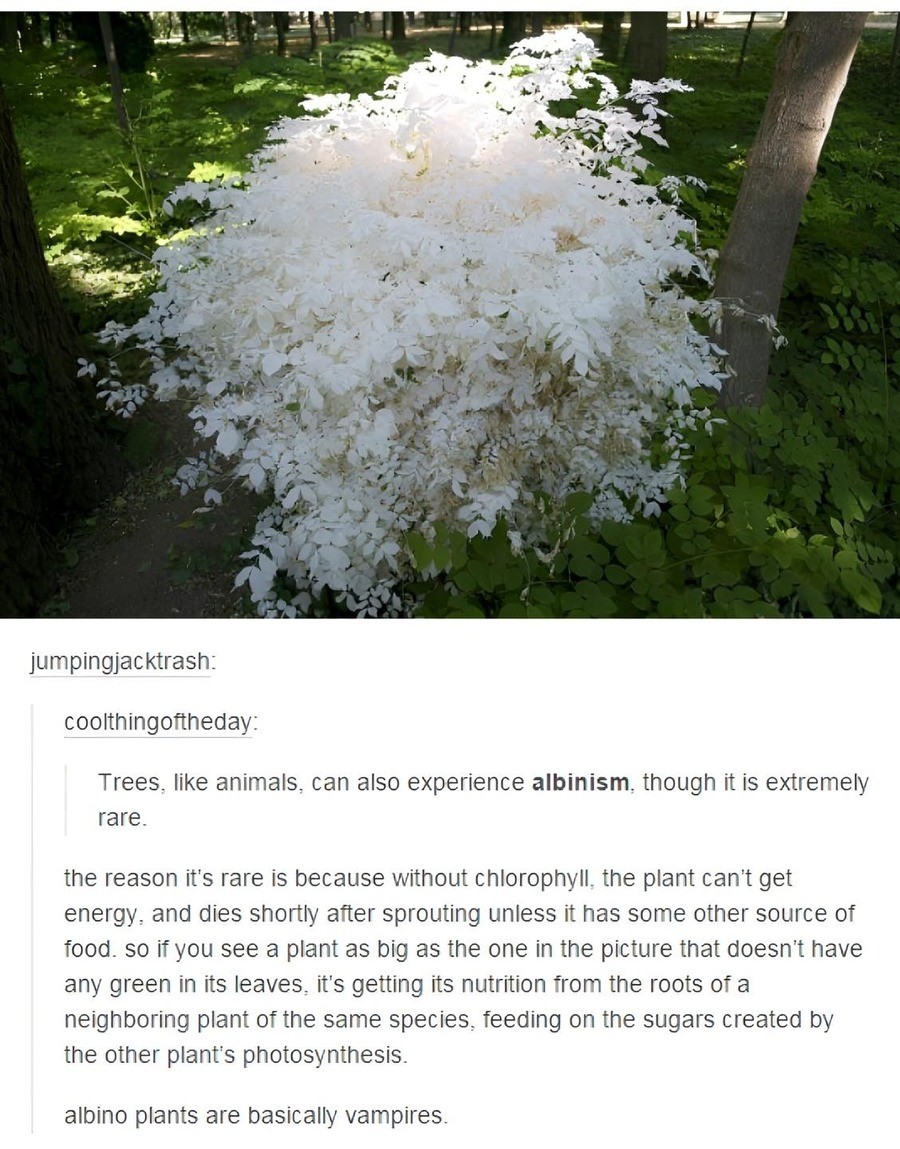 Albino tree.jpg